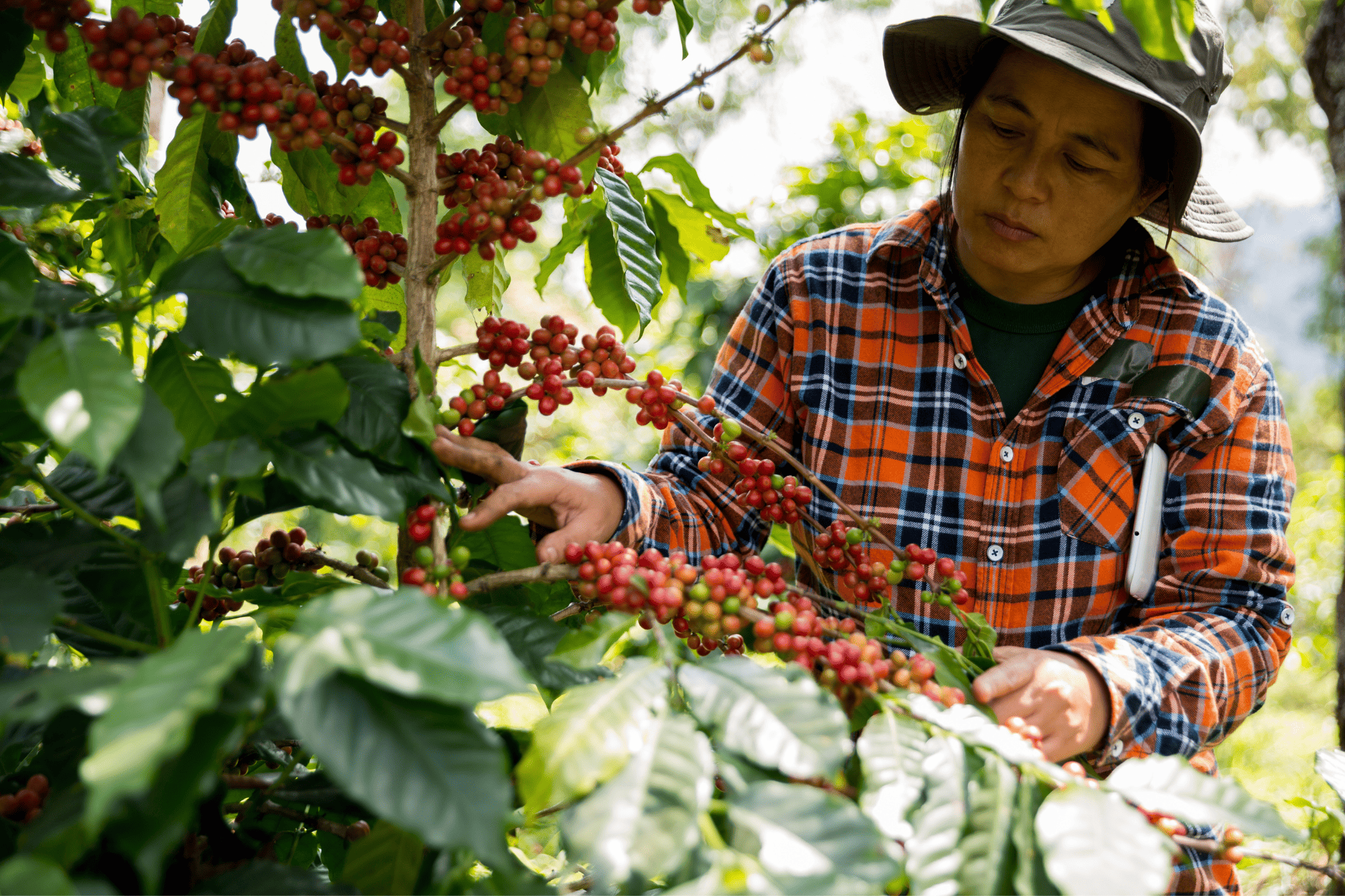 wietnamska kawa (5).png